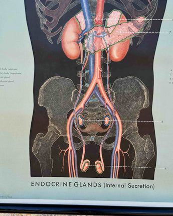 TELA ESCOLAR DO SISTEMA ENDÓCRINO