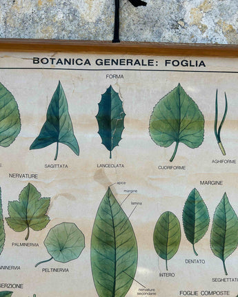 TELA ESCOLAR DE BOTÂNICA GERAL