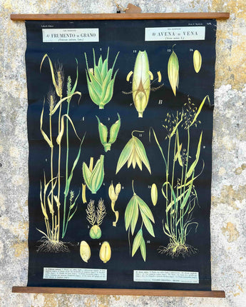 TELA ESCOLAR DO CICLO DOS CEREAIS