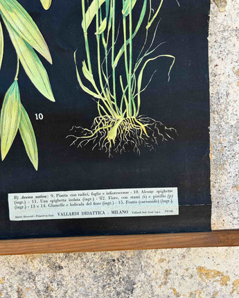 TELA ESCOLAR DO CICLO DOS CEREAIS