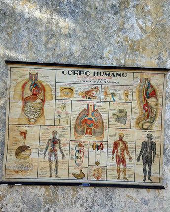 TELA ESCOLAR DO CORPO HUMANO