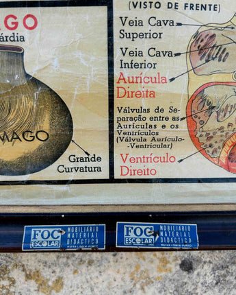 TELA ESCOLAR DO CORPO HUMANO