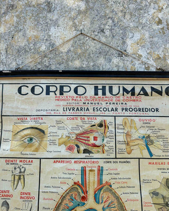 TELA ESCOLAR DO CORPO HUMANO