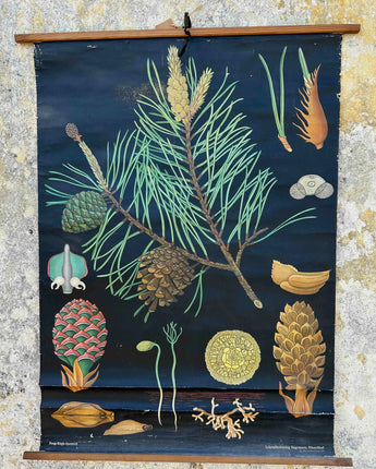 TELA ESCOLAR DO CICLO DO PINHEIRO