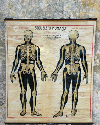 TELA ESCOLAR DO ESQUELETO HUMANO